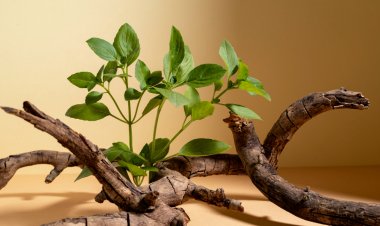 Which One is Best Ashwagandha Powder Supplement ?